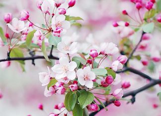 Comprenez la similitude entre le corps et la structure de la création