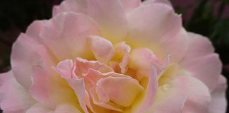 Programmation pour l’Amour et la Paix