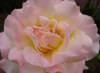 Bien que je marche dans la vallée…