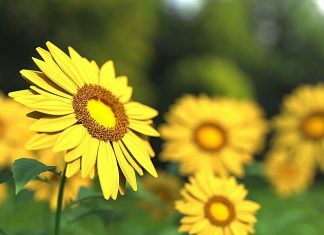 Méditation guidée d’enracinement des Guides de l’Unité