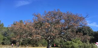 Message d’Azaris, un Chêne du parc St-Jean (13)