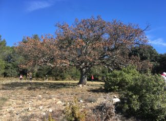 Message d’Azaris, un Chêne du parc St-Jean (13)