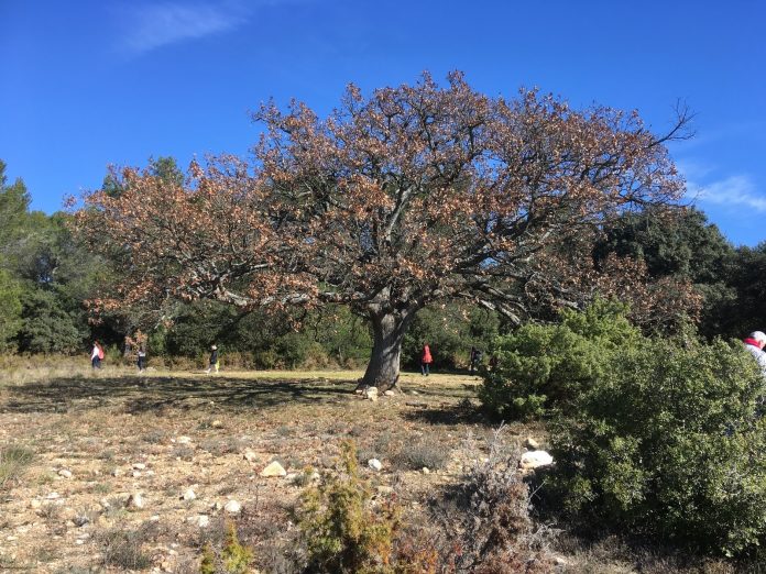 Chêne du parc St-Jean