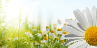 Le Créateur – Croissance et Renouveau