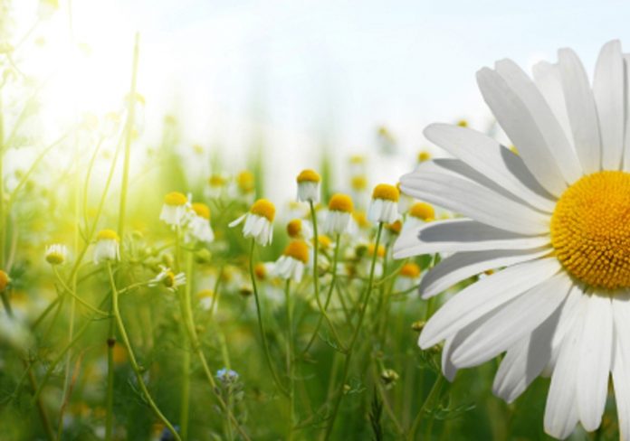 Croissance et Renouveau