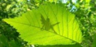 IGNATIE grande mère buisson, libérez vous de la peur