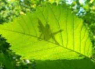 IGNATIE grande mère buisson, libérez vous de la peur