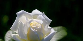 Attrapez, diffusez sans peur le puissant virus de l’Amour!