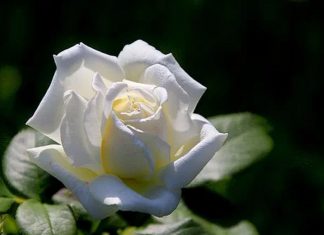 Attrapez, diffusez sans peur le puissant virus de l’Amour!