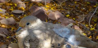 L’univers est sur le coup…