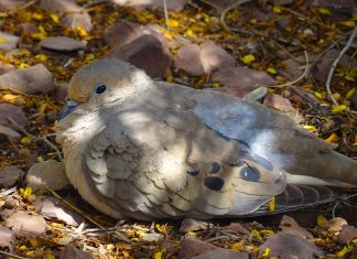 L’univers est sur le coup…