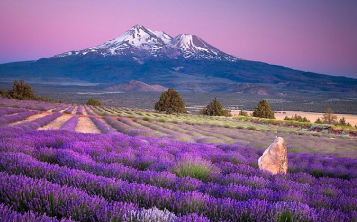 Mont Shasta - Champ de Lavende