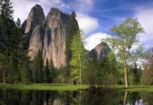 Message de l’Esprit des arbres