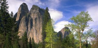 Message de l’Esprit des arbres