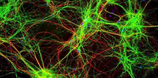 Notre Coeur de Lumière et l’unité