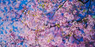 Ouvrir la Voie à la Vérité à Venir