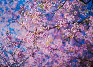 Ouvrir la Voie à la Vérité à Venir