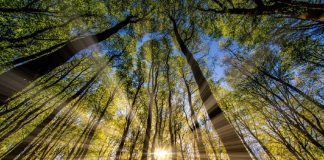 Simplicité Rayonnante