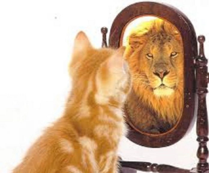 chat -reflet miroir-lion