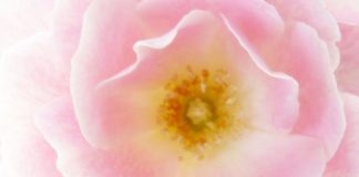 LA MORT ET LE DÉCÈS