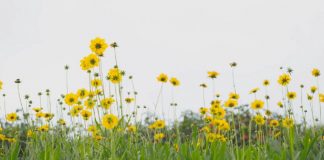 La vérité sur la Vérité