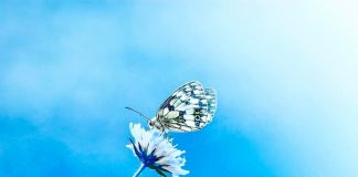 LISA BROWN – Lettre de Lumière de Mai: Conscience Céleste de la NOUVELLE Terre & Focalisation sur le « Comment »