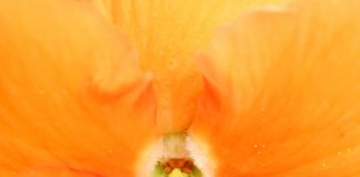 La Peur est contagieuse – tout comme l’Amour !