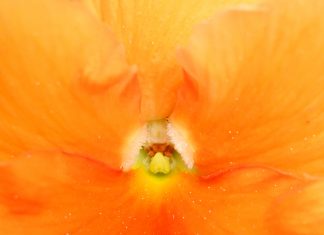 La Peur est contagieuse – tout comme l’Amour !