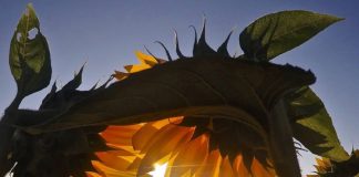 Le temps à votre service