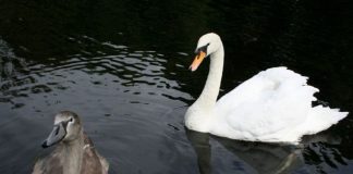 Message aux Travailleurs de Lumière – 5 juin 2020