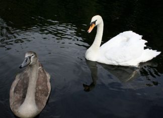 Message aux Travailleurs de Lumière – 5 juin 2020