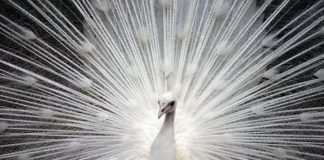 L’Oiseau Blanc de l’Esprit s’éveille en vous