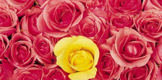 Sula : Sois toi-même, Sois honnête, Sois imparfait.