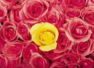 Sula : Sois toi-même, Sois honnête, Sois imparfait.