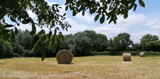 LE BON GRAIN ET L’IVRAIE