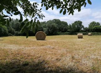 LE BON GRAIN ET L’IVRAIE