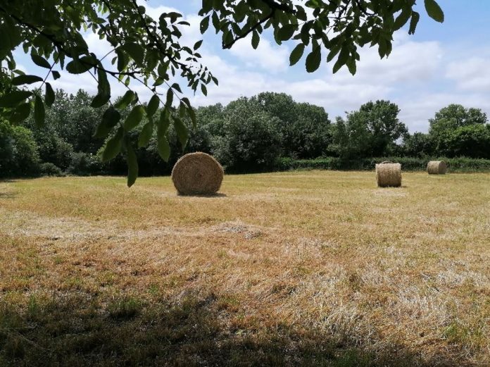 LE BON GRAIN ET L’IVRAIE