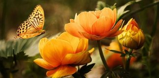 Votre Dernière Poussée de Naissance