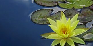 Se contenter de la bonne volonté, laisser tomber les jouets monstrueux