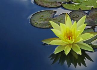 Se contenter de la bonne volonté, laisser tomber les jouets monstrueux