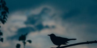 Du soleil de mon coeur