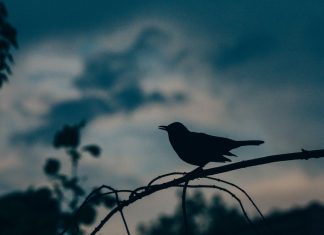 Du soleil de mon coeur