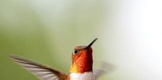 Commandant Ashian : Vous êtes ici pour vous élever