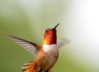 Commandant Ashian : Vous êtes ici pour vous élever