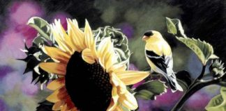 Une pureté partagée