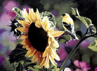 Une pureté partagée