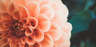 Arrêtez et Choisissez