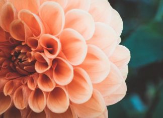 Arrêtez et Choisissez