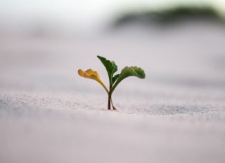 Le Créateur – Création