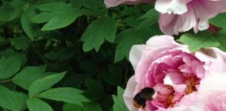 La Déhiscence du Coeur